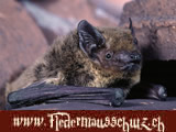 Weissrandfledermaus