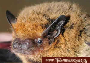 Weissrandfledermaus